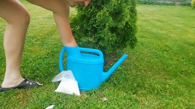 Пожелтела туя и как ее спасти. смотреть онлайн