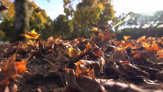 Love harmony смотреть онлайн