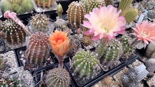 Эхинопсисы.Сумашедшее цветение кактусов.Echinopsis.
