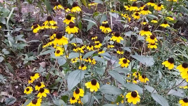 Осенние цветы жёлтые. Autumn flowers are yellow. смотреть онлайн
