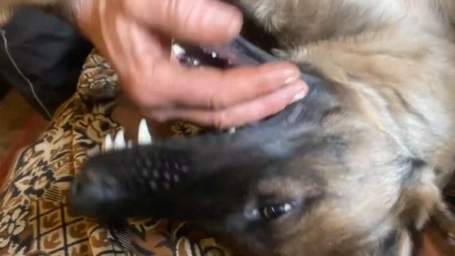 А чесночку?? Услышал огурчик.?? Папа чухает.?? смотреть онлайн