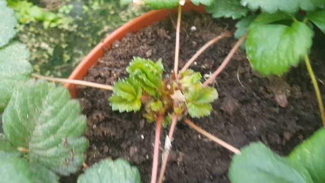 Цветы в теплице без отопления в апреле/Холодно, хлороз/ Проблемы с земляникой смотреть онлайн