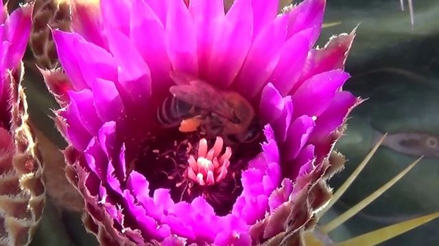 Ferocactus latispinus Flower Extravaganza смотреть онлайн