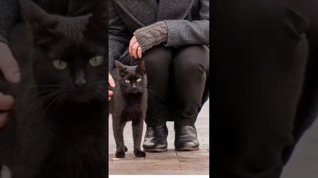 что ты сделаешь #бедные #котик #собачка #животные #рек #рекомендации #хочуврек #кот #игнор #выбери смотреть онлайн