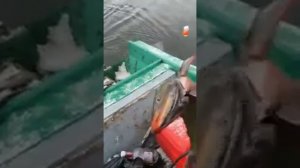 Ловля гольца на Камчатке