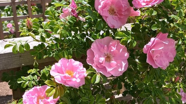 Travel Adventures with Wendy: Episode 27: Peony Garden Fergus Ontario смотреть онлайн