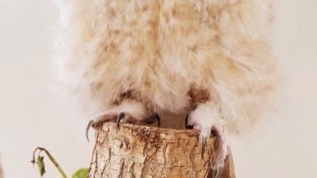 Милые Совы смотреть онлайн