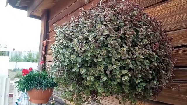 Каллизия ползучая мелколистная Как размножить?