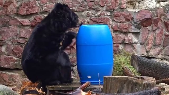 МЕДВЕДИ ВЫШлИ ИЗ СПЯЧКИ МОСКОВСкий ЗООПАРК???BEARS HAVE BEEN OUT OF Hibernation MOSCOW ZOO??? смотреть онлайн