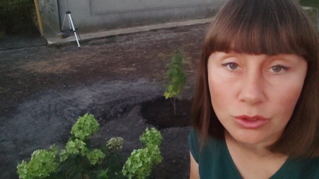 ГОРТЕНЗІЯ ЛАЙМ ЛАЙТ ВИСАДКА смотреть онлайн