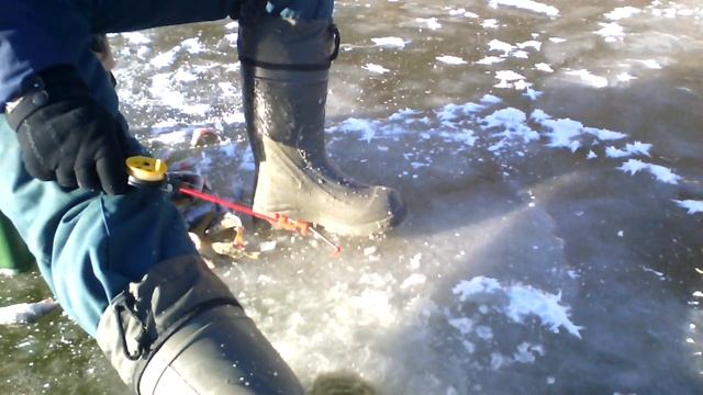 Перволедье 2016, Вольск, р. Терсянка, Окунь смотреть онлайн