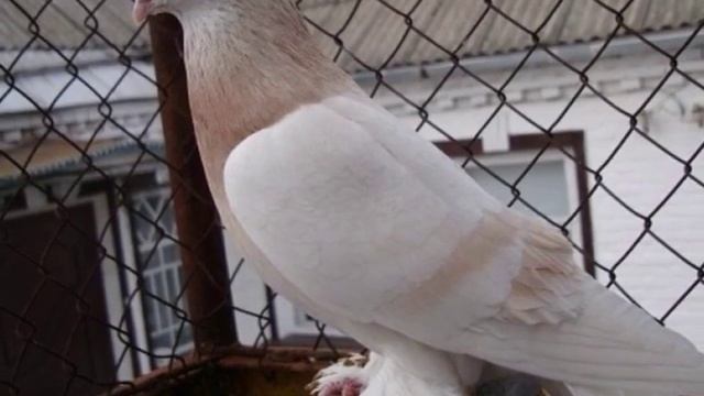 Туркменский агаран элитная и красивая порода бойных голубей смотреть онлайн