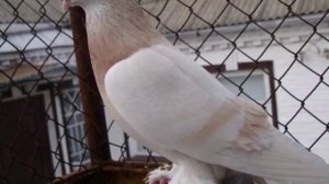 Туркменский агаран   элитная и красивая порода бойных голубей