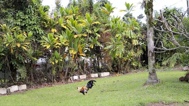 HOW TO MAKE TANGERINE JAM | HAWAIIAN TANGERINE JAM | HAWAII 🍊🌴