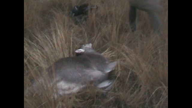 Winter Bull Tahr + Red Stag Hunt - Landsborough River - MountainMan ARCHIVE footage 2006 смотреть онлайн