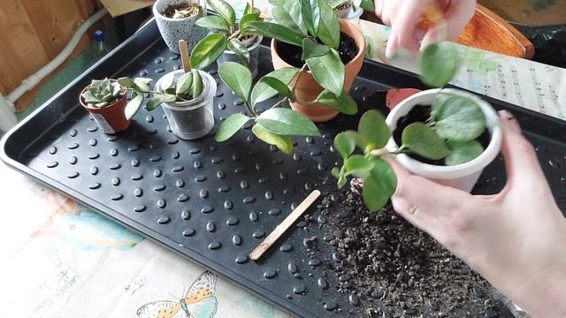 Пересаживаю хойи?! смотреть онлайн