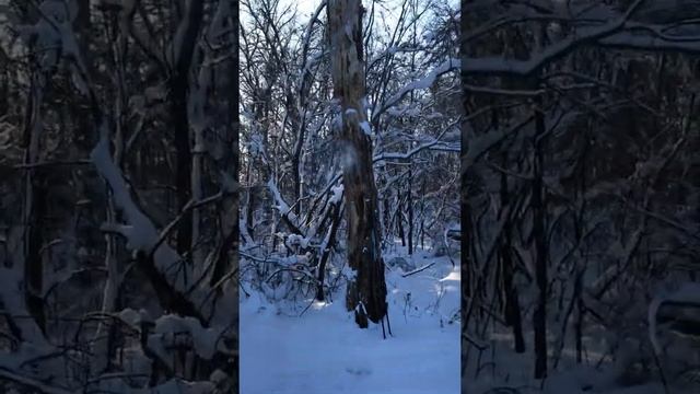 Пикарда «Пираточка 2» в лесу смотреть онлайн