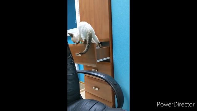 Рэсси - ревизор. Рэсси порода девон-рекс сиамского окраса.Devon Rex Cat смотреть онлайн