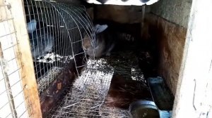 Разведение кроликов. Окролы крольчих.  Время охоты самок.