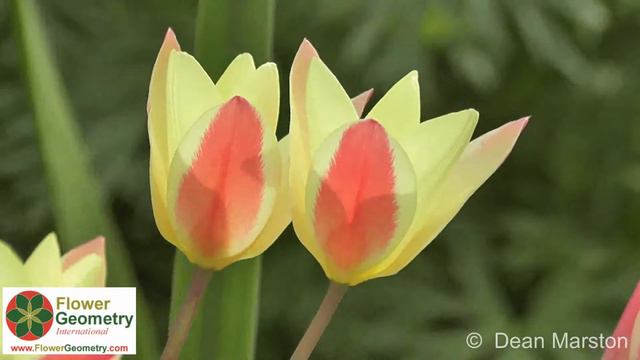 The Beauty of Flowers and Nature - Looking with New Eyes - Flower Geometry International смотреть онлайн