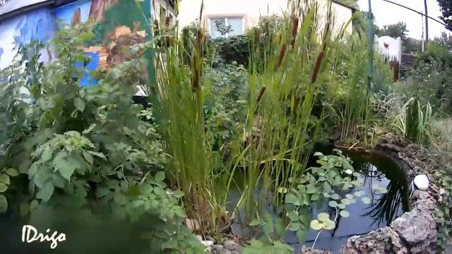 Растения для искусственного водоема смотреть онлайн