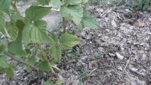 Малина Желтый гигант - первый урожай