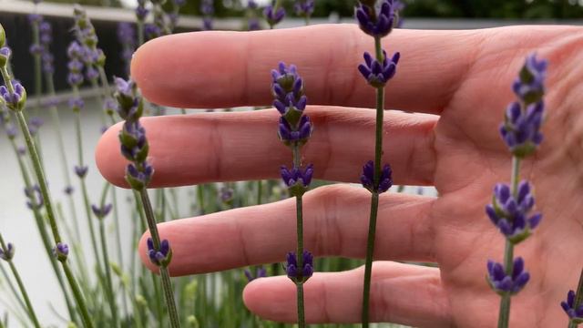 Garden Update (Jun 12) - peony flower harvest, hydrangea flower, and new pitchers смотреть онлайн