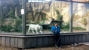 Тигр нападает на человека (московский зоопарк)