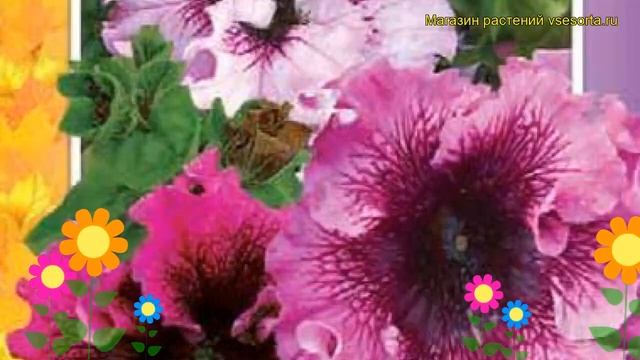 Петуния гибридная крупноцветковая Триумф f1 смесь. Краткий обзор смотреть онлайн