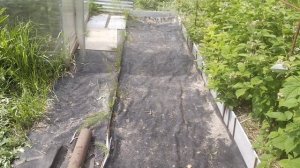 Как сделать самую бюджетную дорожку в огороде.