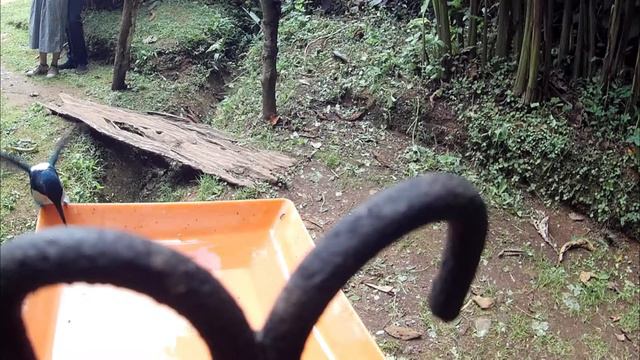 Cámara lenta, Colibríes Finca Alejandría - Cali, Camara AKASIO V50 Pro SE смотреть онлайн