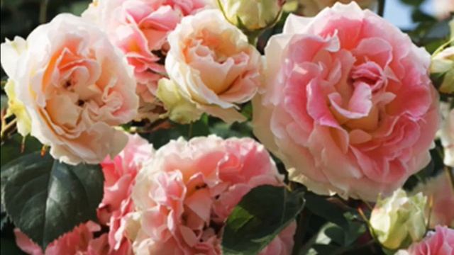 Плетистая роза Цезарь: описание сорта