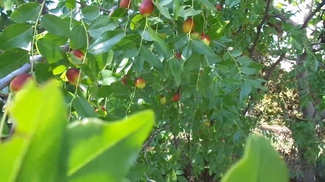 Гипертония? 1200 плодов зизифуса и нет ее! смотреть онлайн