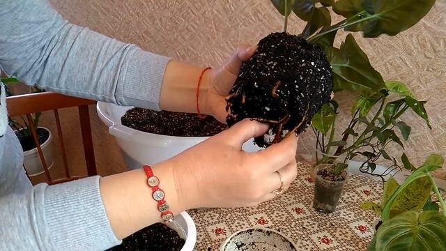 #АНАПА_Натка_солнце // Пересаживаем разные растения смотреть онлайн