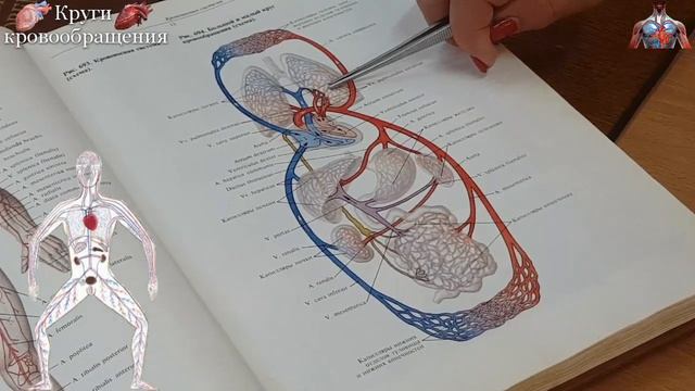 Большой и малый круги кровообращения. смотреть онлайн