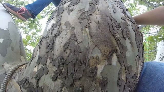 TreeClimbOct32K16 смотреть онлайн