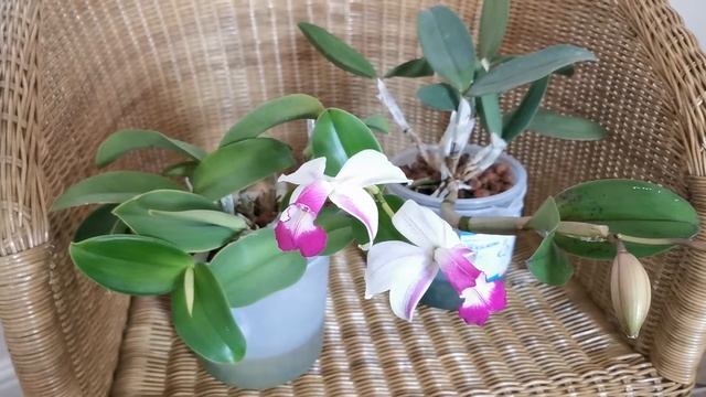 How I grow Cattleya violacea semi alba flamea at home in England, UK; a very unusual Cattleya orchi смотреть онлайн