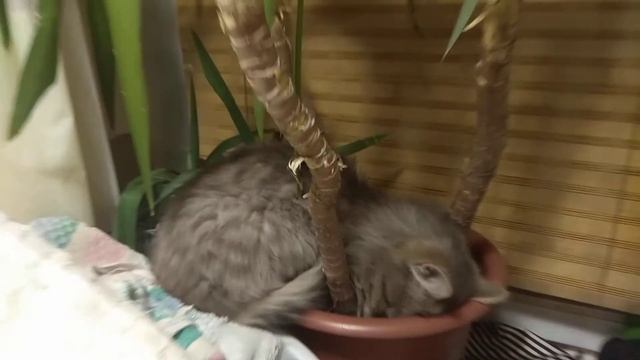 Кот спит в цветочном горшке смотреть онлайн