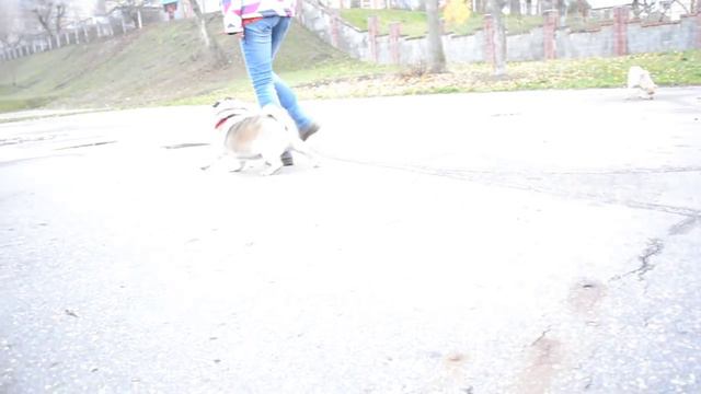 Pug Tosha, 9 years 11 months. Tricks. Autumn2015 смотреть онлайн