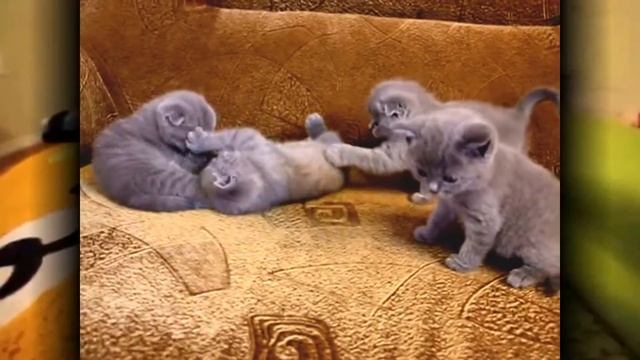 Забавные пушистики. смотреть онлайн