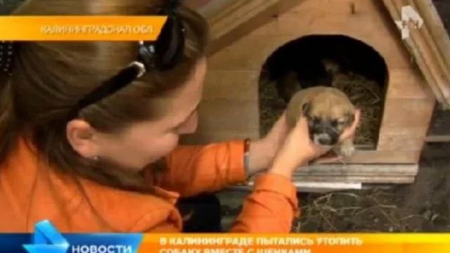 Хозяин хотел УТОПИТЬ эту собаку с щенками.. К счастью, прохожие заметили ее в воде… смотреть онлайн