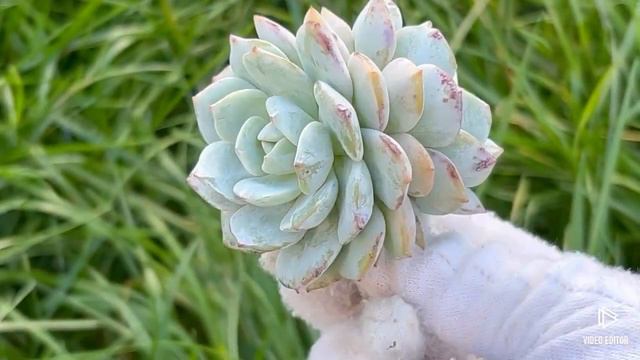 Echeveria Derlu