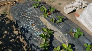 Клубника сорт Ания.Рачало созревания.