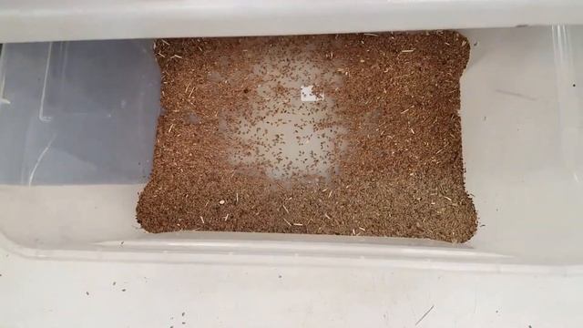 Сортировка Семян Льна / Flaxseed Sorting смотреть онлайн