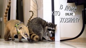 МИЛЫЕ ЕНОТЫ — ОРУЖИЕ МАССОВОГО ПОРАЖЕНИЯ