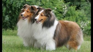 Порода собак Шелти - Характеристика