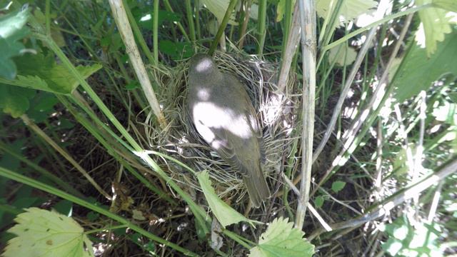 Кукушонок в гнезде 180606 6 date0618 6день GP5+44k 1 30 смотреть онлайн