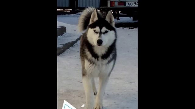Наша Дюймовочка -Хася!🐕🤗 смотреть онлайн