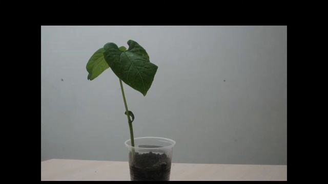 проект "Выращивание семени фасоли" смотреть онлайн