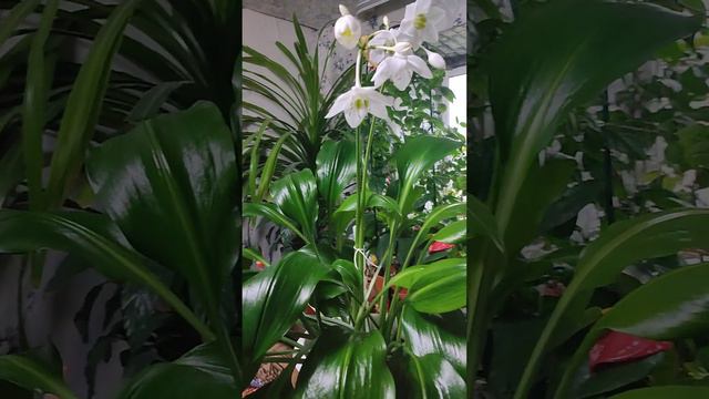 эухарис смотреть онлайн